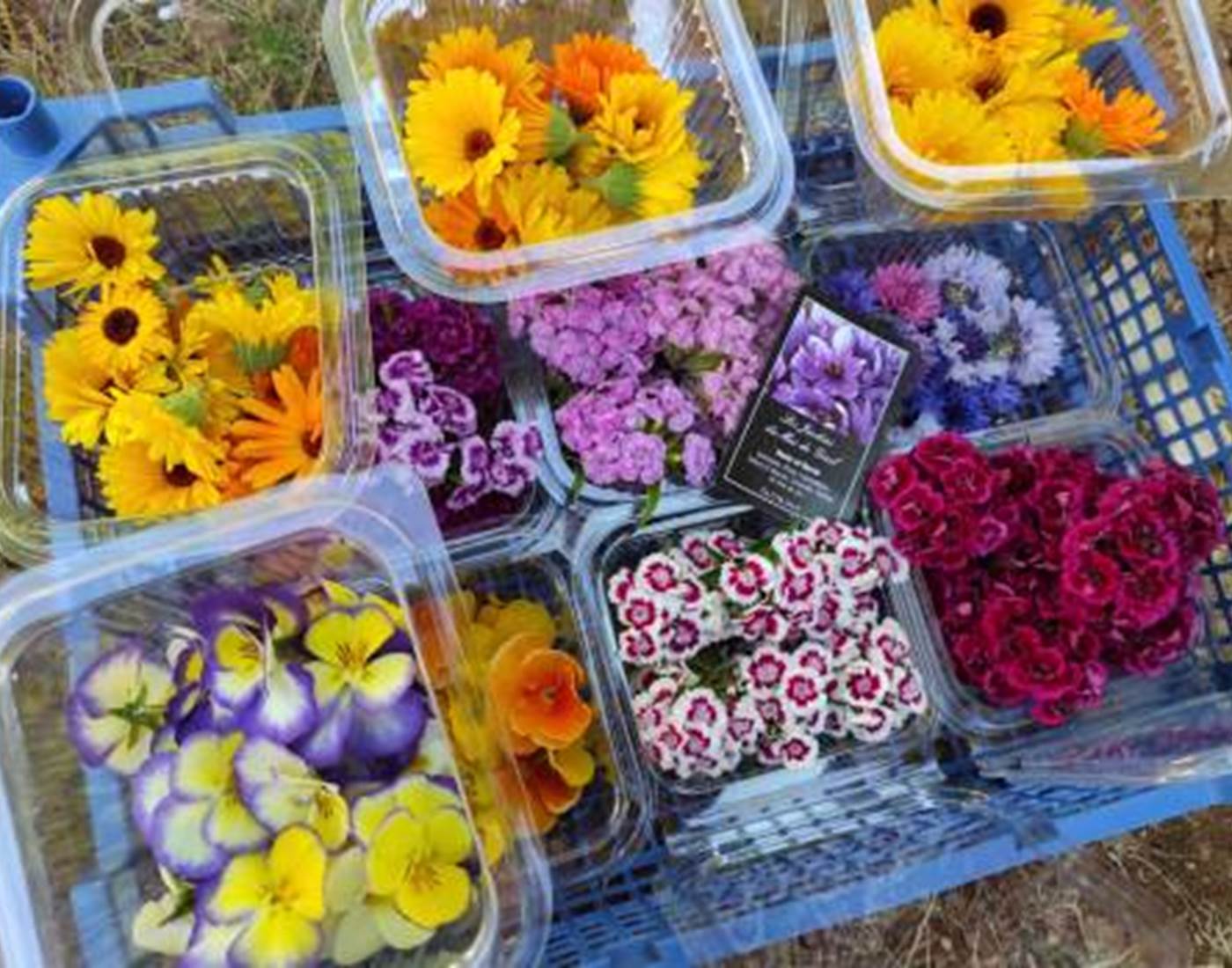 Jardin du Mas de Greil