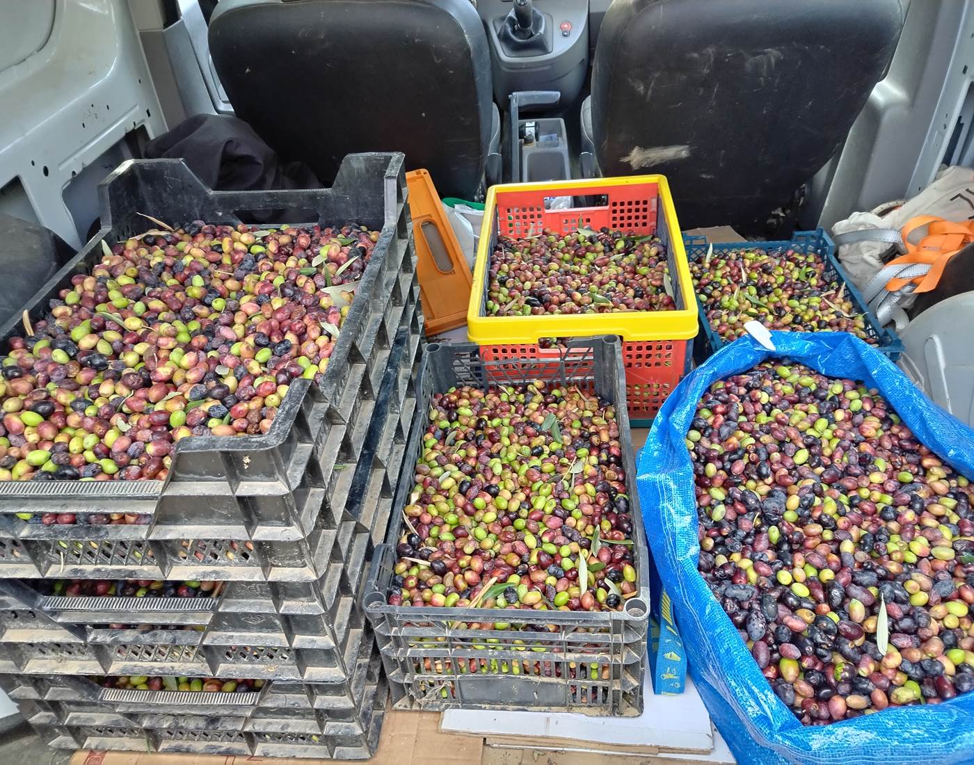 Découverte de l'olive