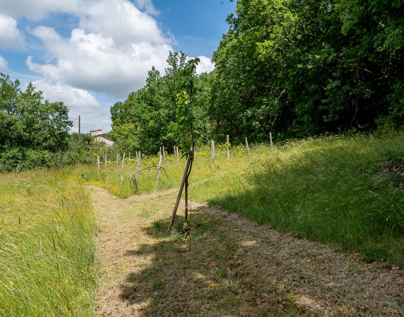 Allée arborée dans le jardin naturel du Domaine Sainte Raffine