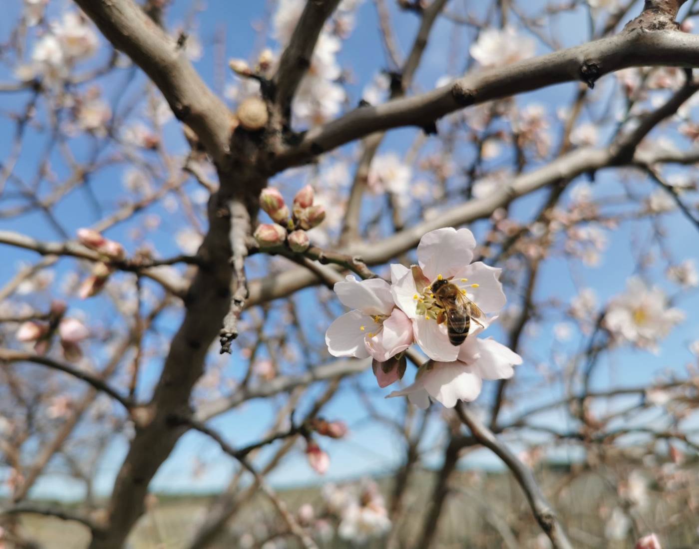 Les abeilles butinent avec enthousiasme