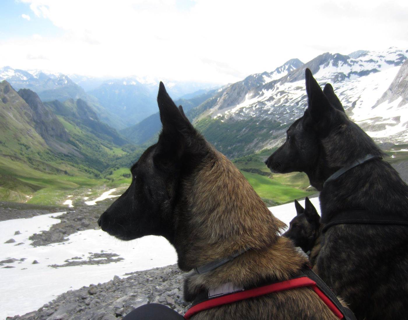 malinois-en-randonnée