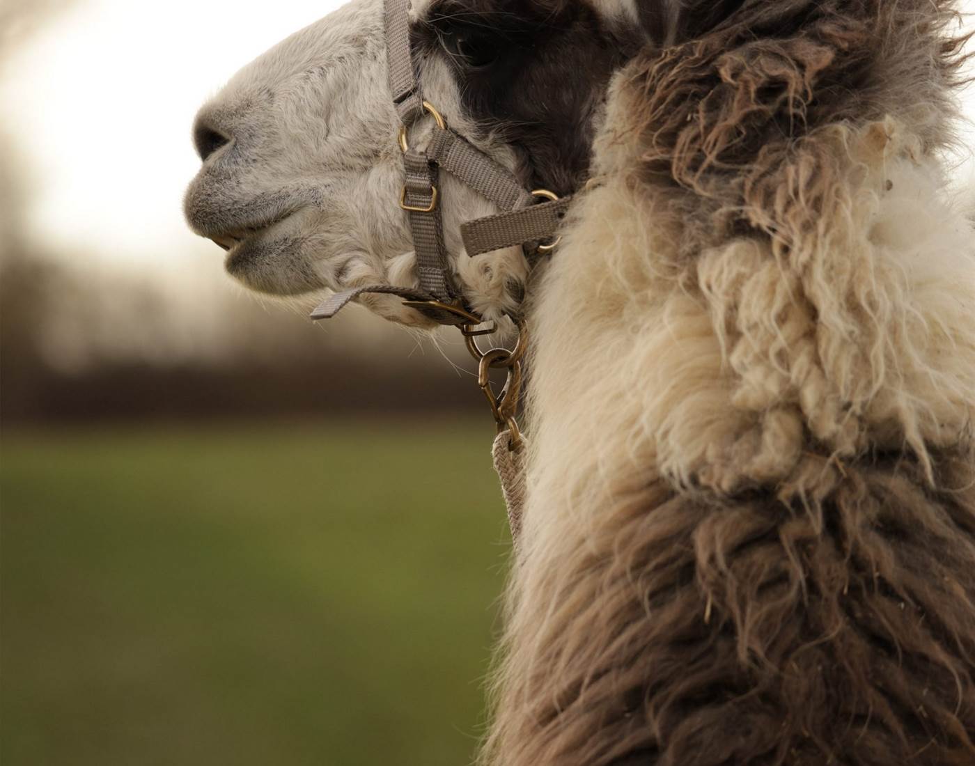 Koda : lama de balade et de médiation par l'animal