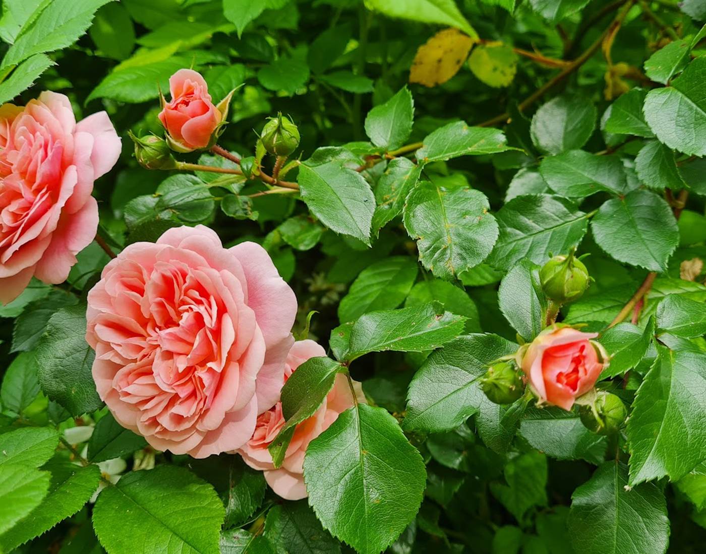 Rosier Cour intérieure