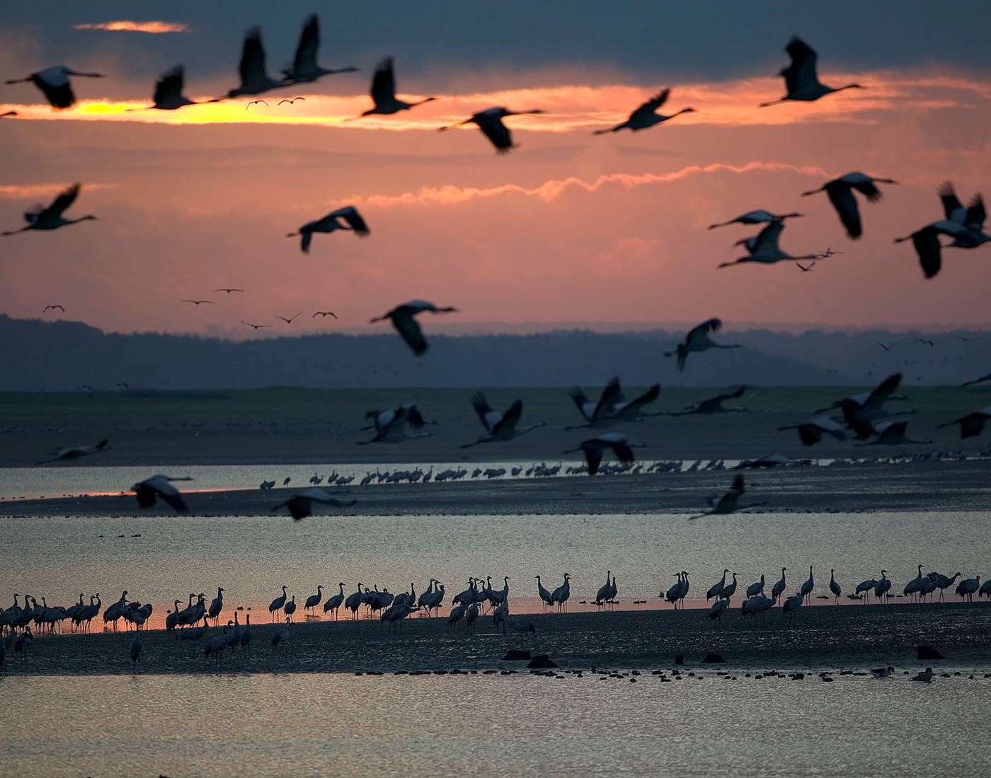 Lac du Der envol de grues - pascal Bourguignon Coll OT Lac du Der