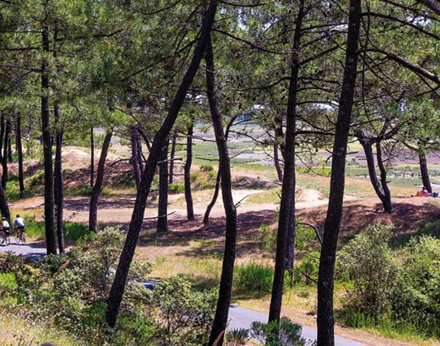 La forêt de la Coubre