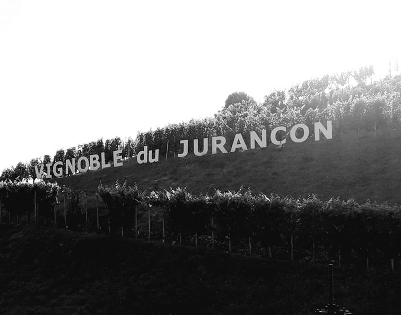 route-du-vignoble vineyards
