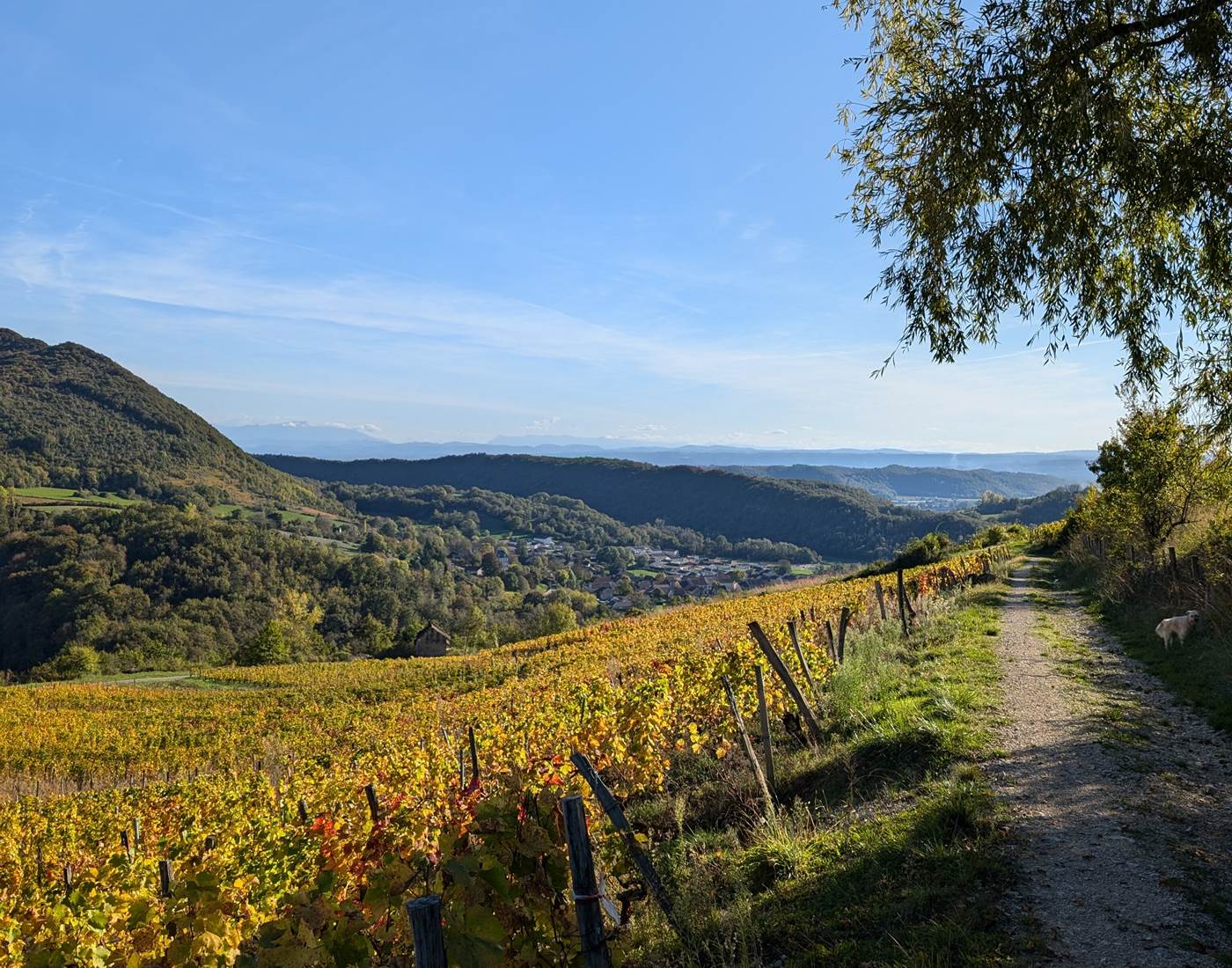 Balade dans les vignes de Montagnieu-page