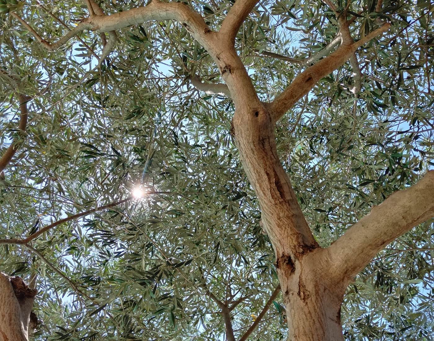 On se détend sous les oliviers du Sud