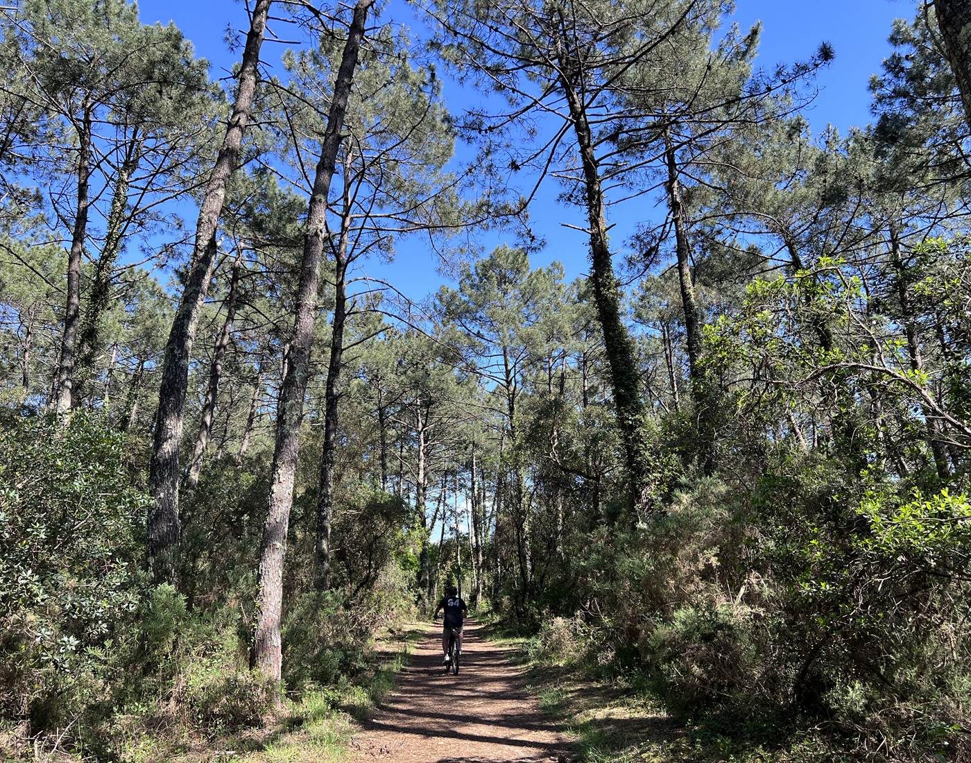 sortie vélo dans la forêt landaise-page
