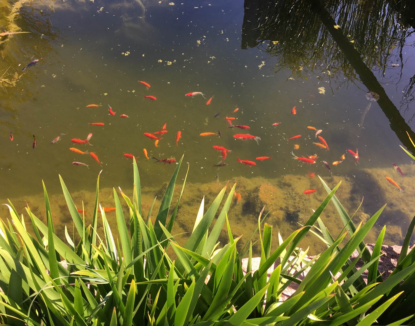 Quelques poissons rouges