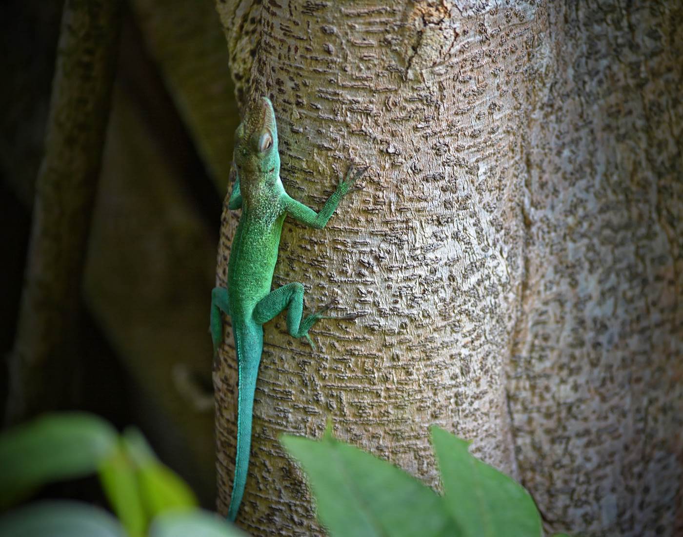 Gite_Rural_Flane_Capesterre_Belle_Eau_Guadeloupe_Basse_Terre