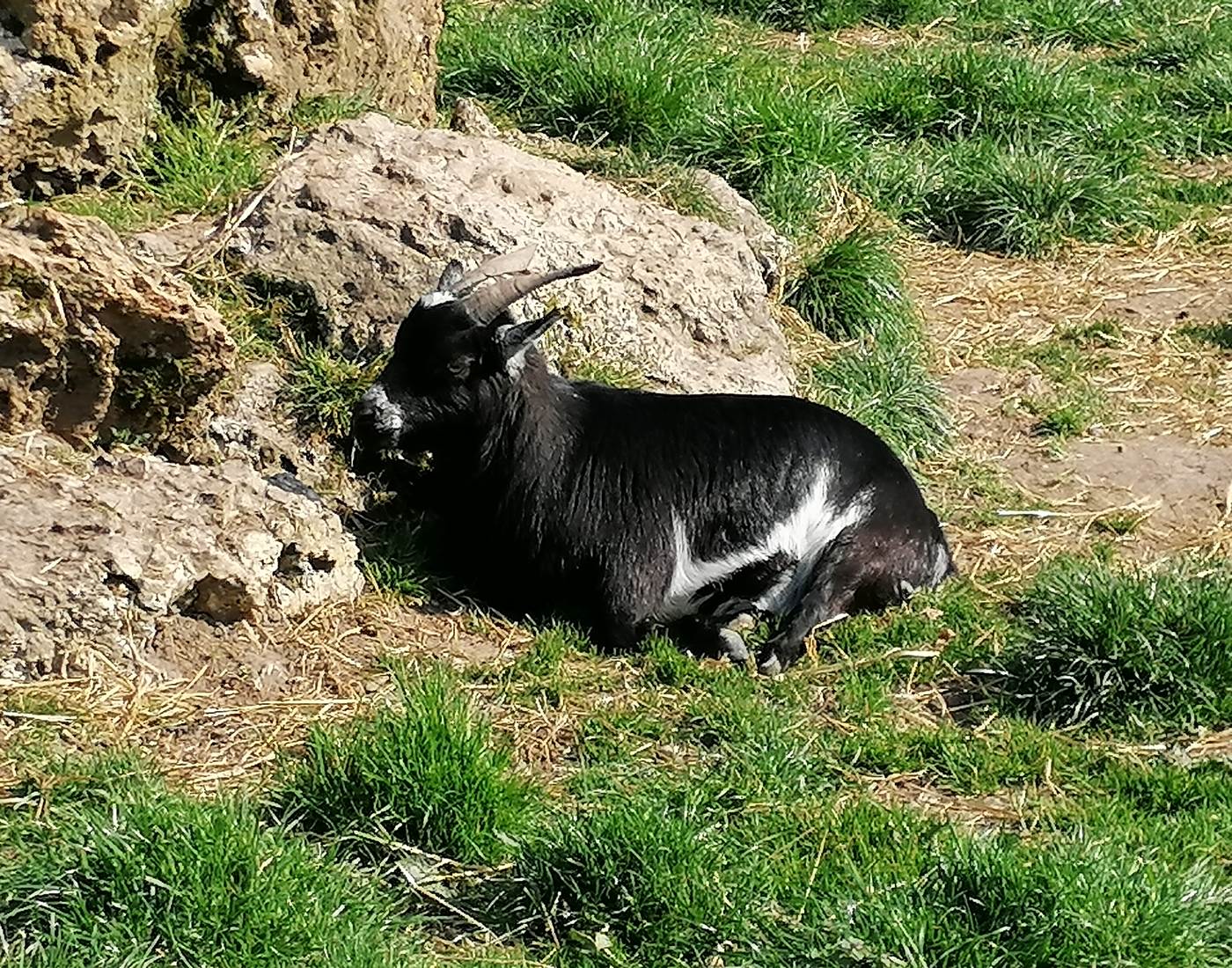 Chèvrerie de Nesle La Reposte