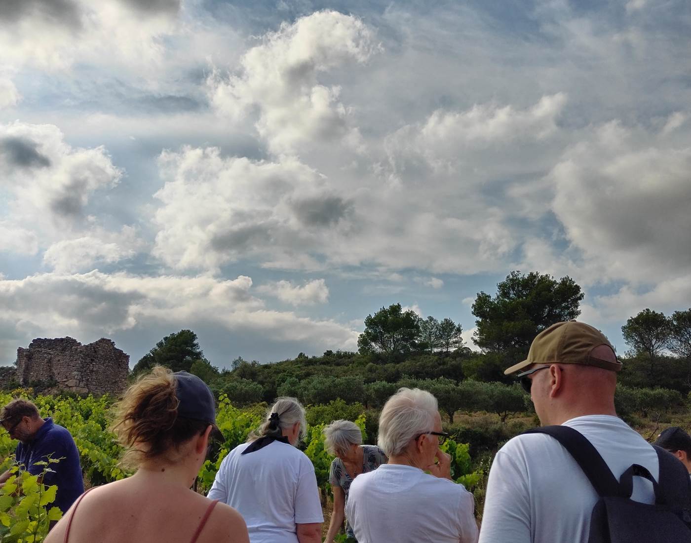 Balade au cœur des vignes du domaine La Tasque