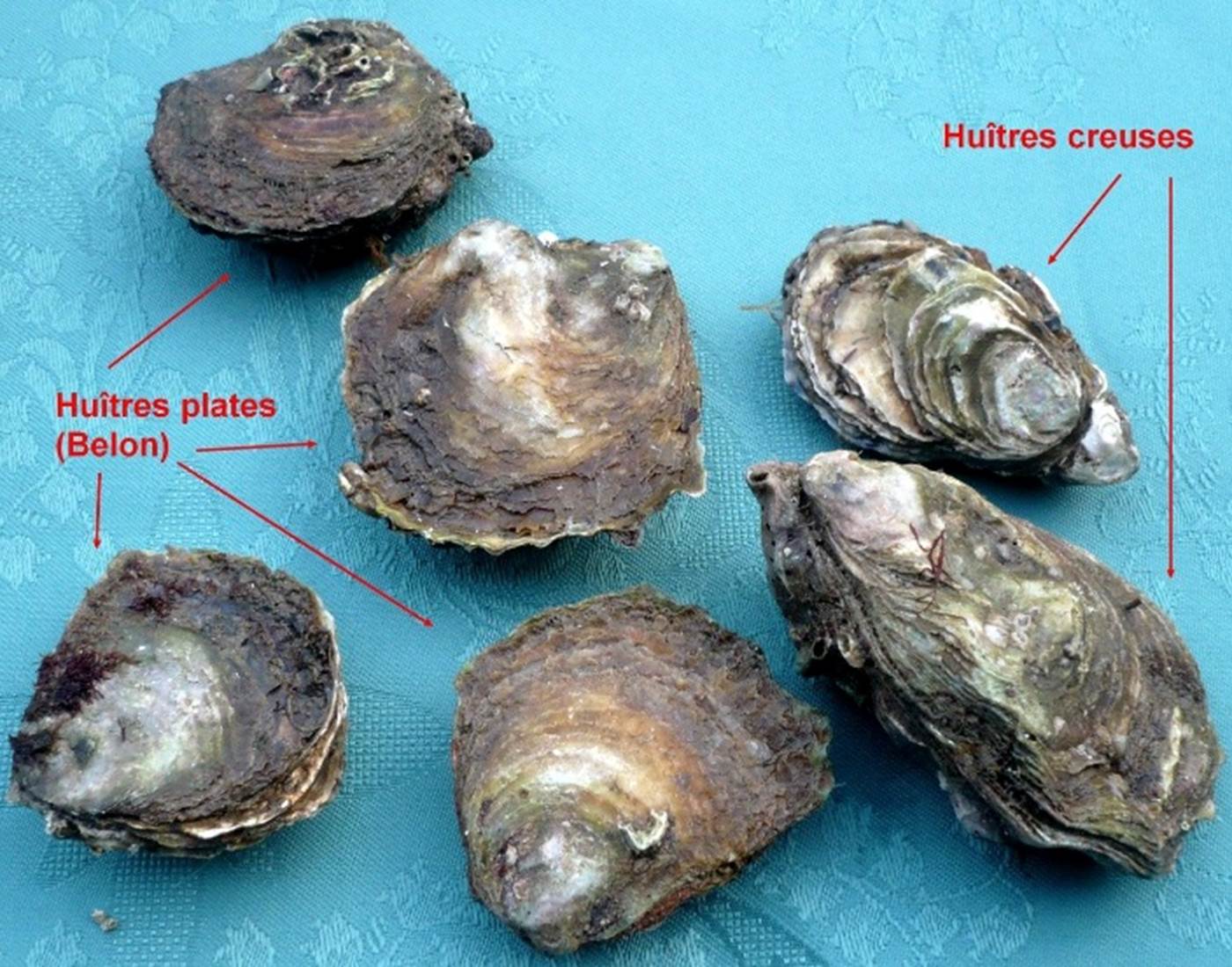 Huitres plates et creuses