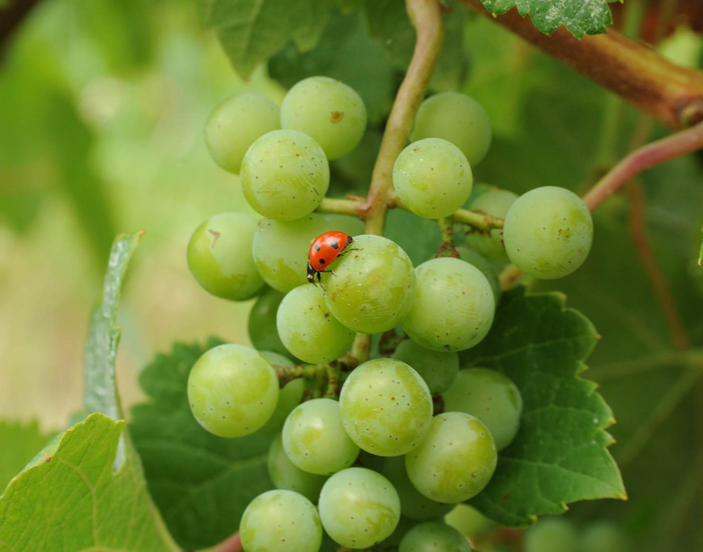 Pied de vigne, cépage, nature, biodynamie, vignoble