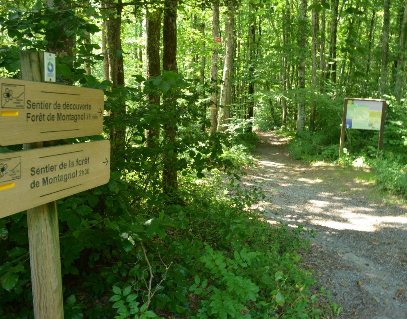 foret de montagnol - Sidobre