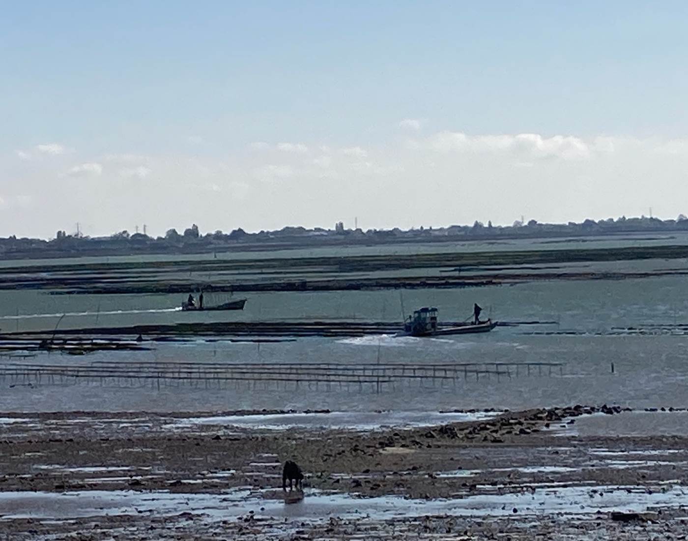 Activité ostréicole sur le coureau