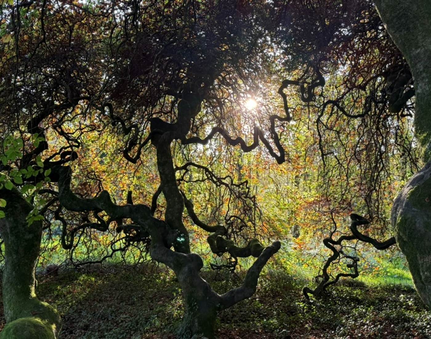 Hêtre tortillard de la Manufacture Royale de Bains