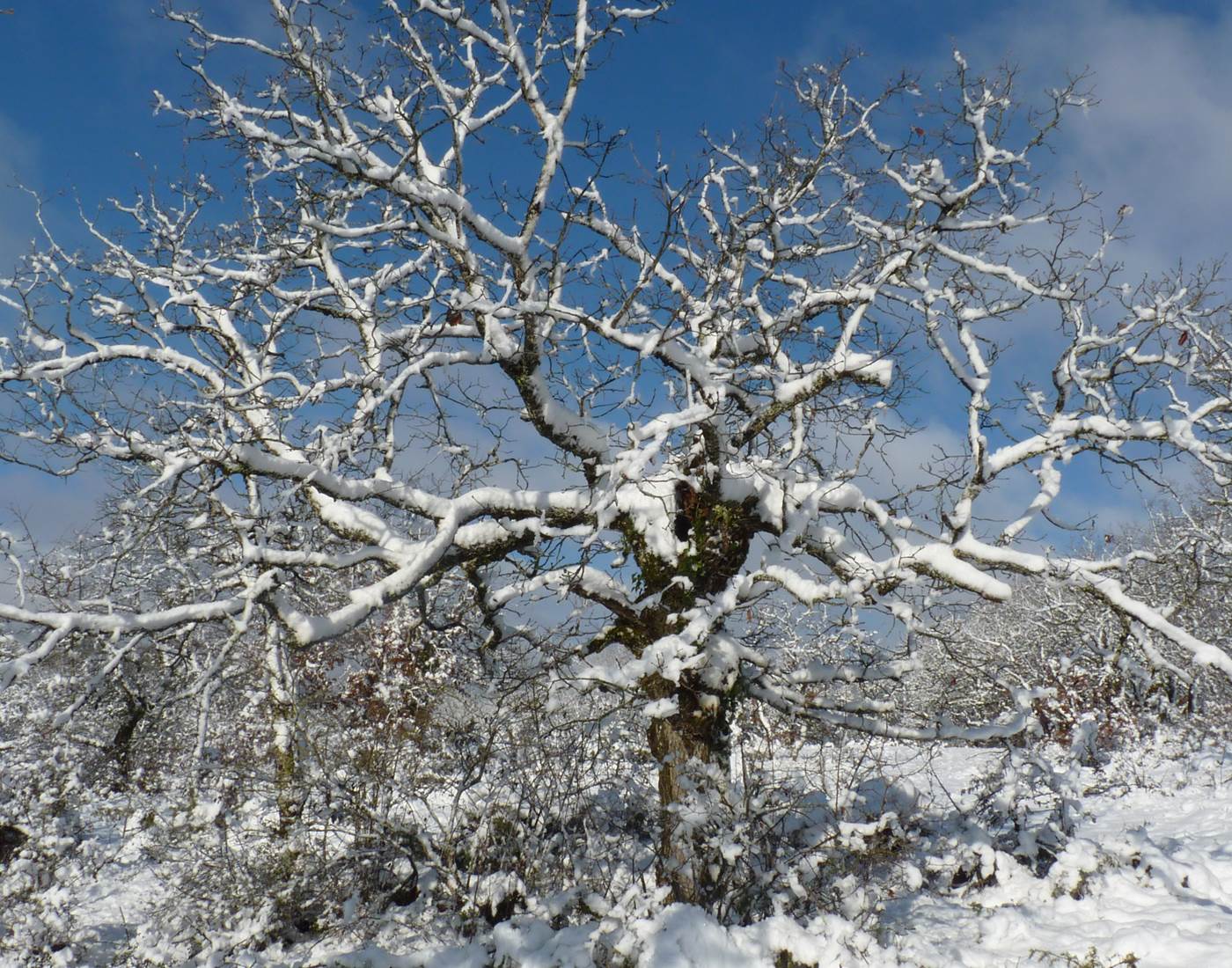 Sur le causse, un joli chêne vêtu de blanc.-news