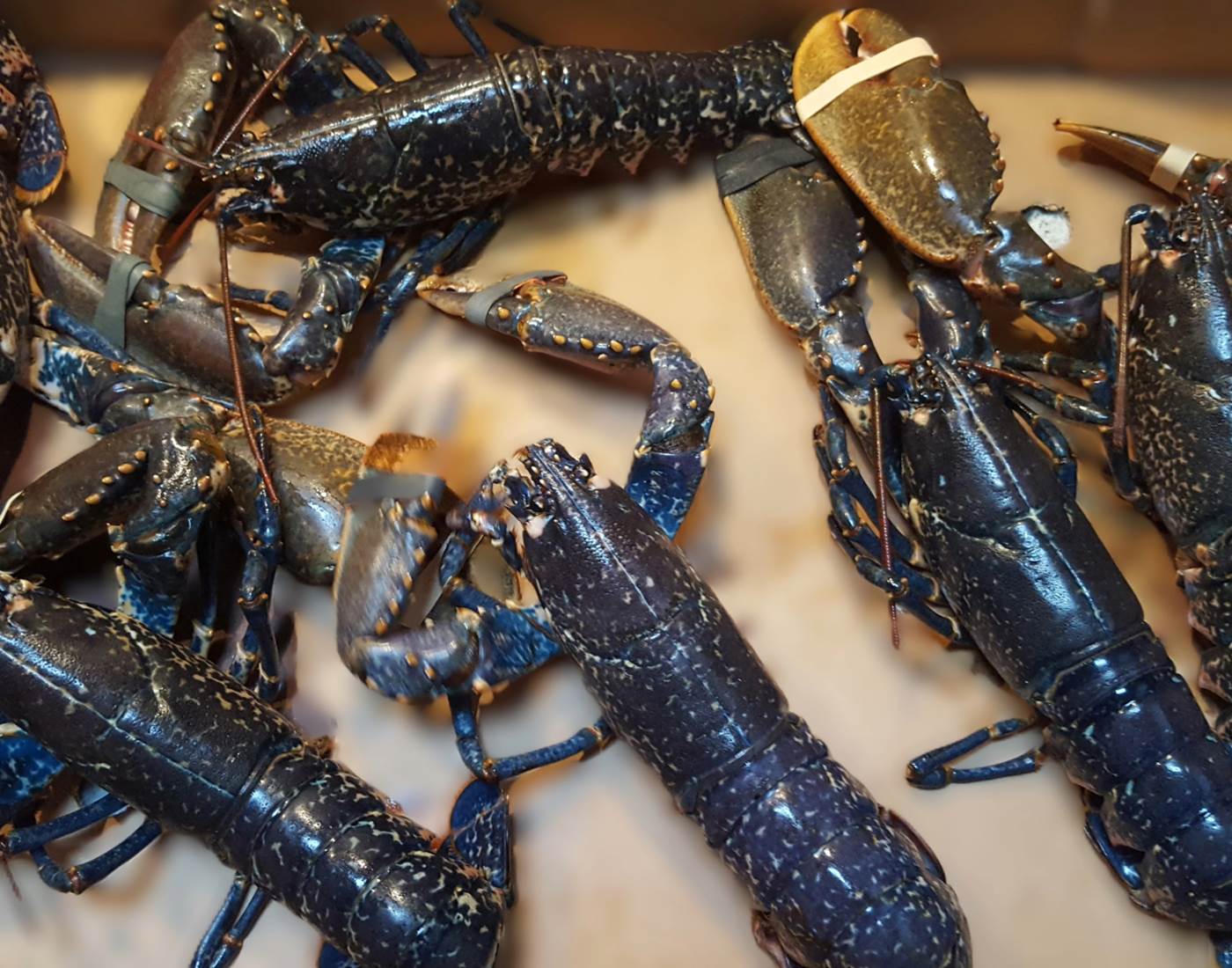 Homards bleus-page