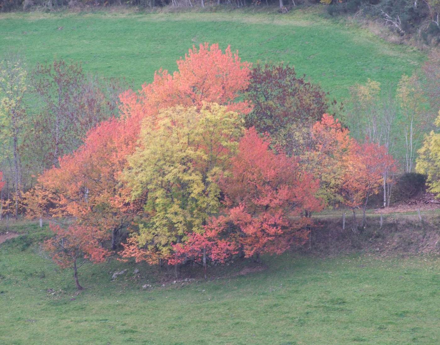 Merisiers sauvages à l'automne