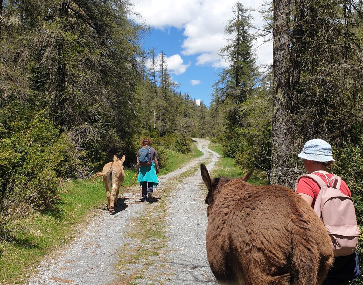 Les ânes de Pado ranch