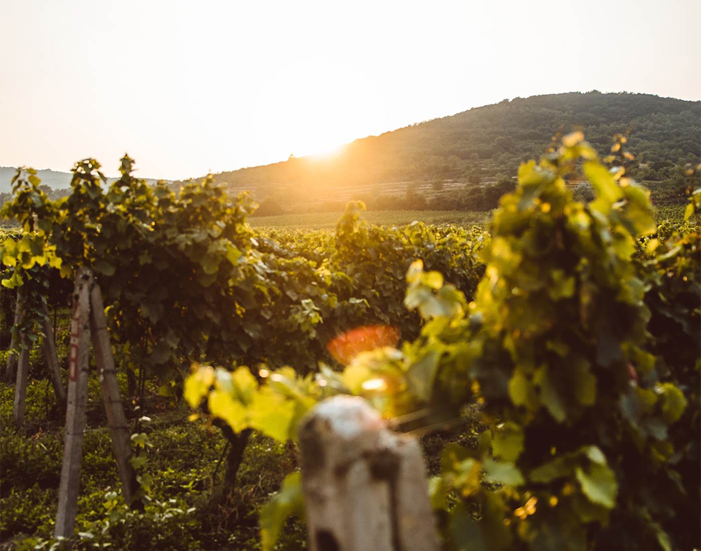 Vignoble du Mâconnais