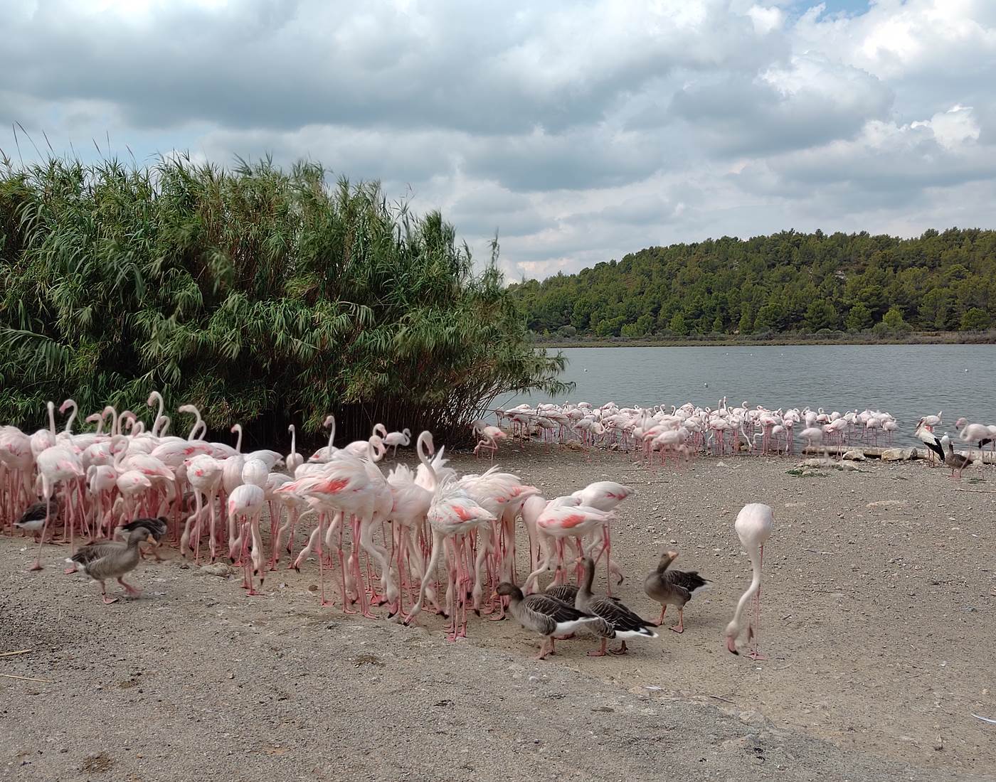 Réserve Africaine de Sigean