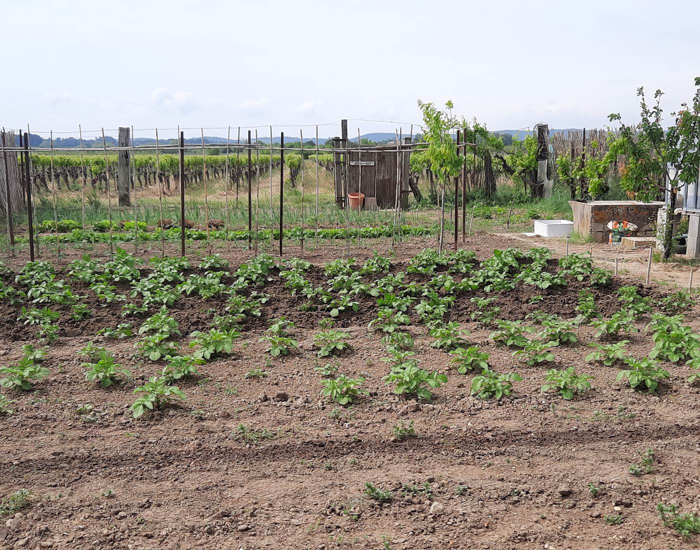 Potager "Le Coq du Nord-Mailhac"