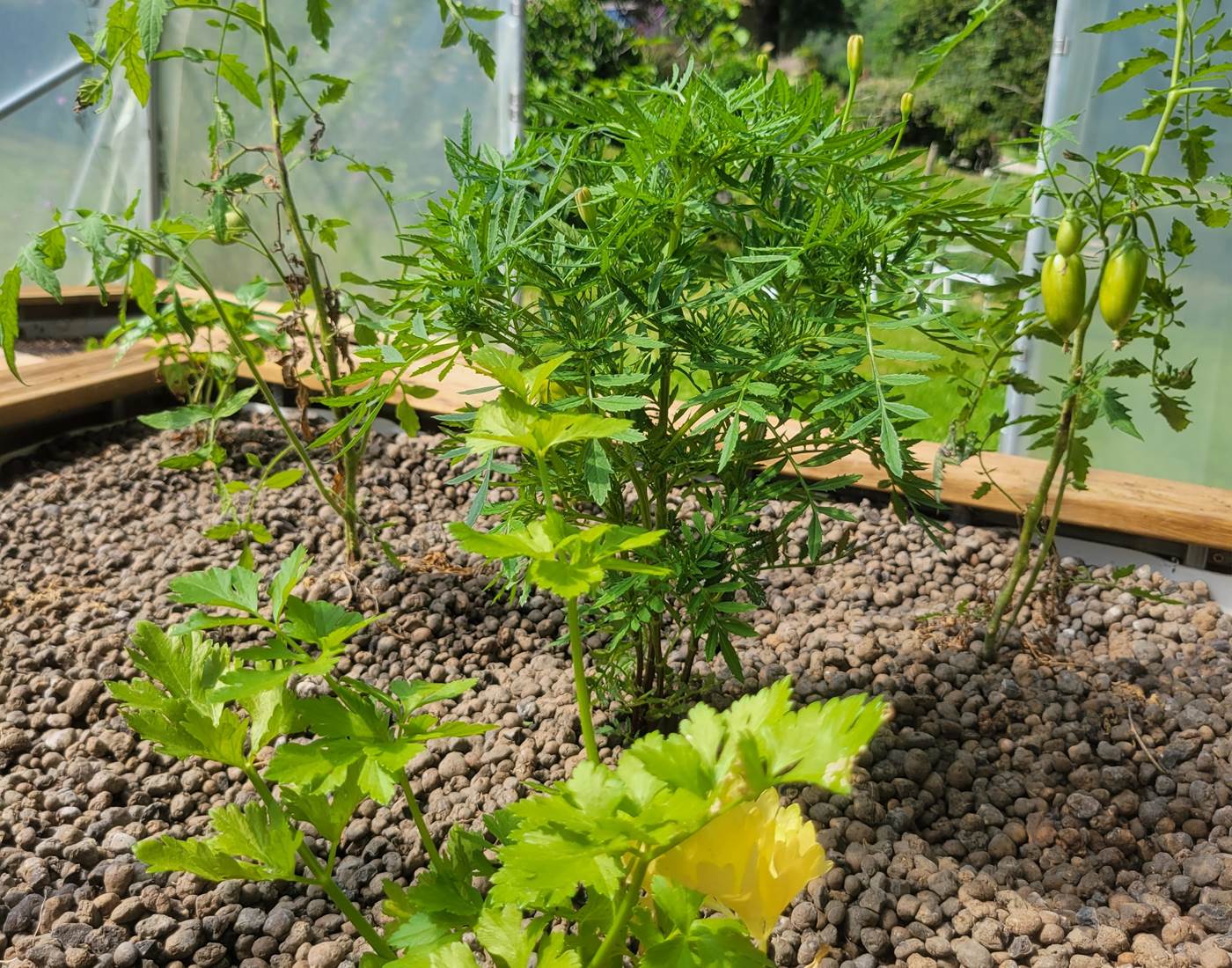 Qui c'est qui mangera de bons légumes ?...