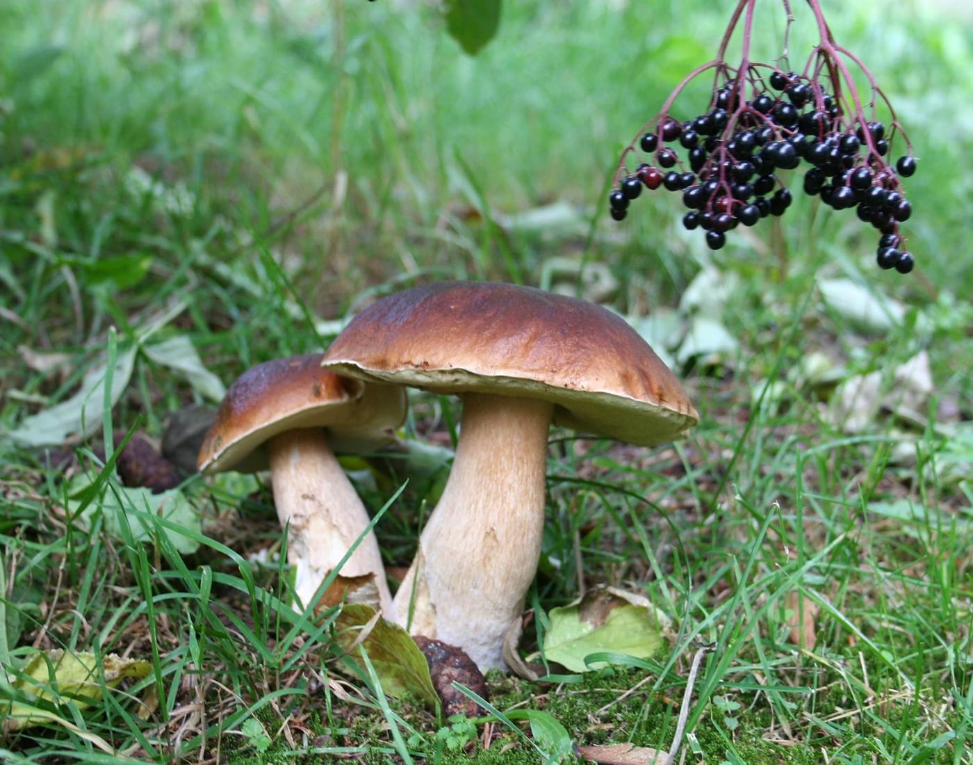 Le Fameux Cèpe des Cévennes !