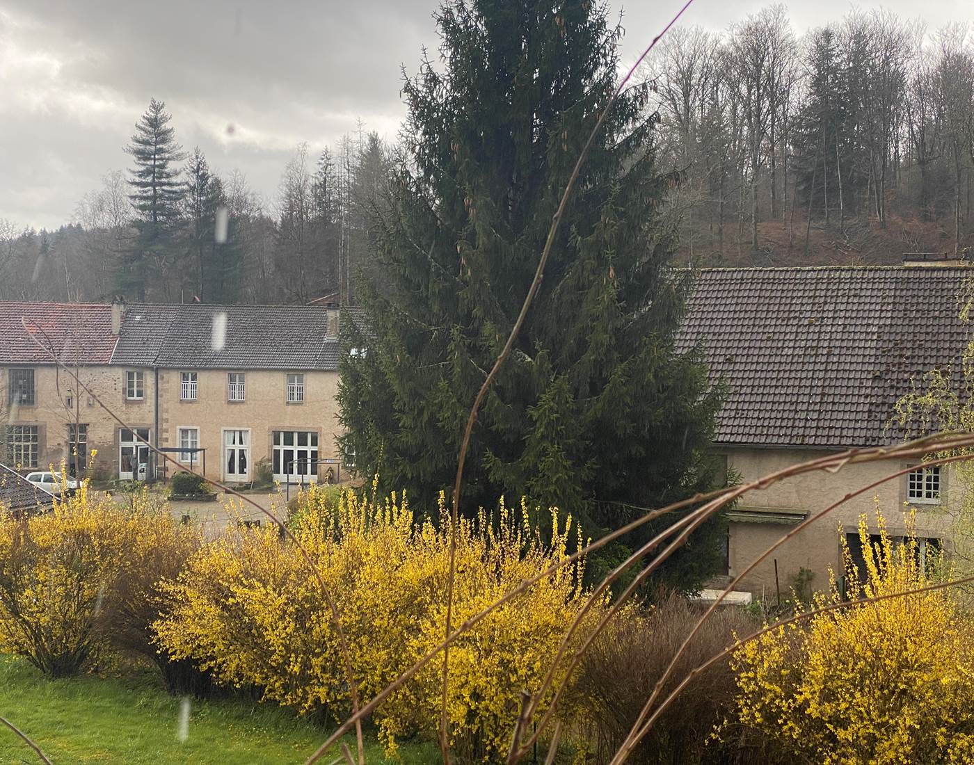 Forsythia de la Manufacture