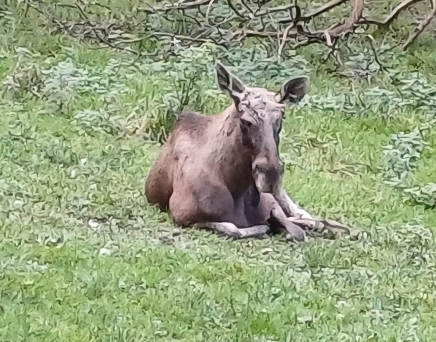 Parc Forestia - les Yacks