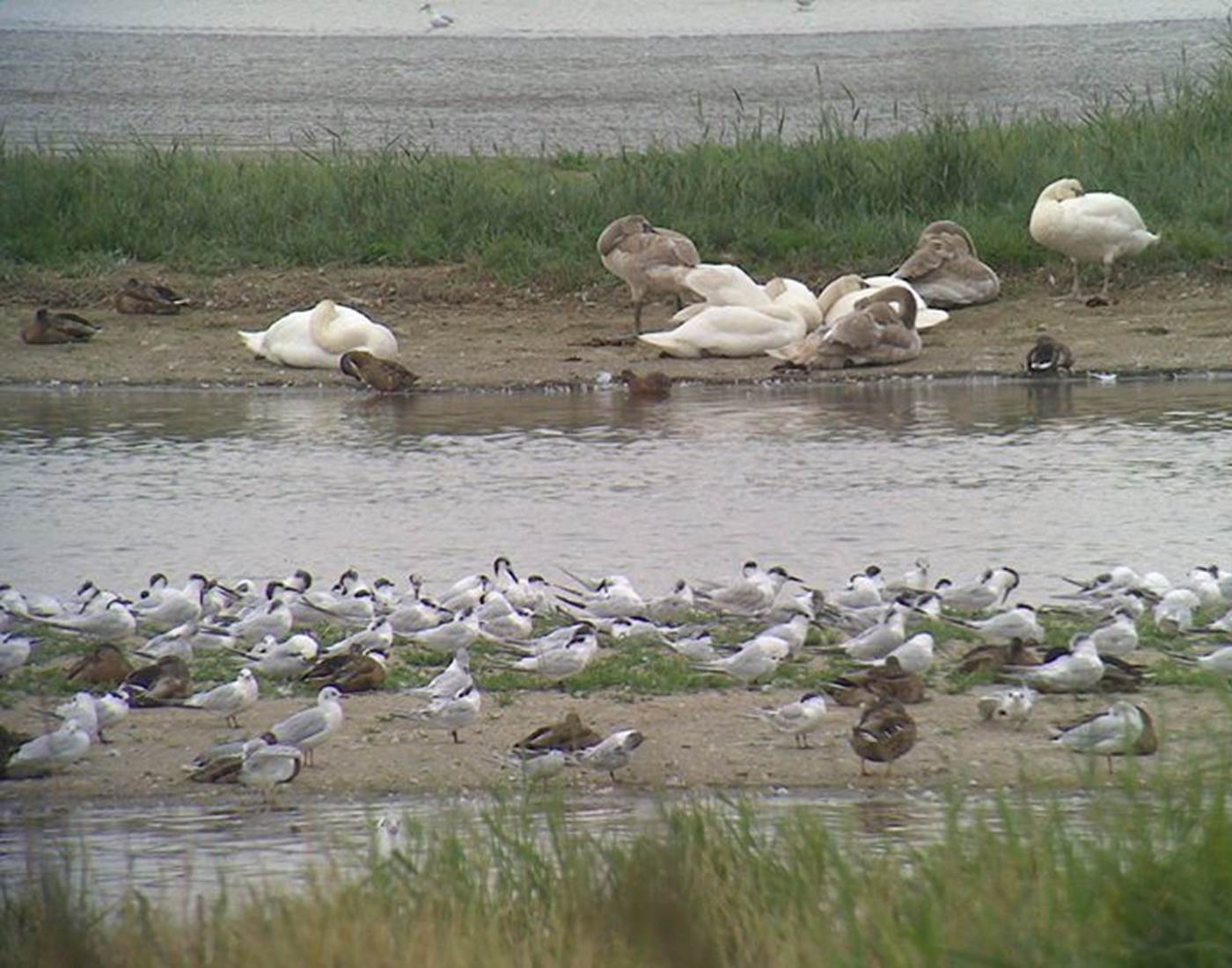 reserve estuaire de seine 2