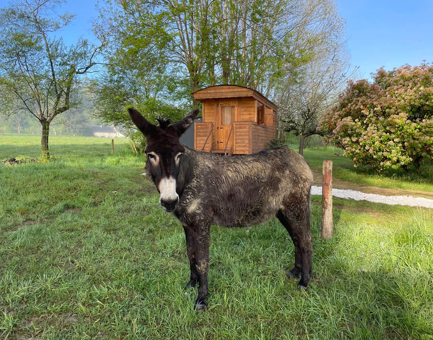 Eros le petit âne-news