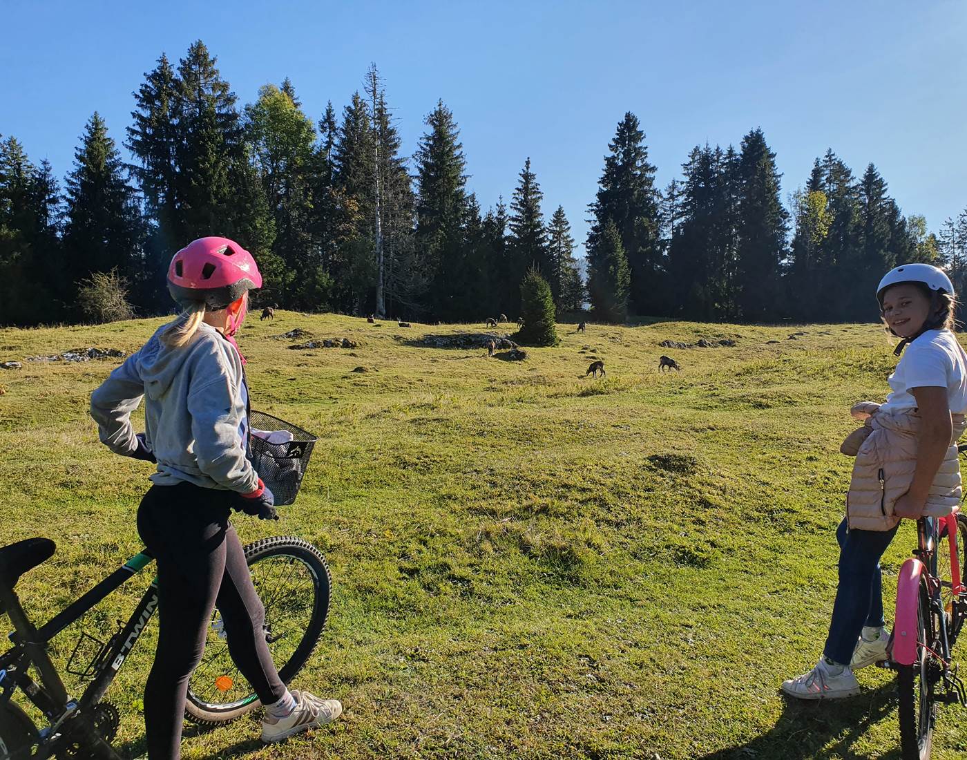 chamois au lac de joux