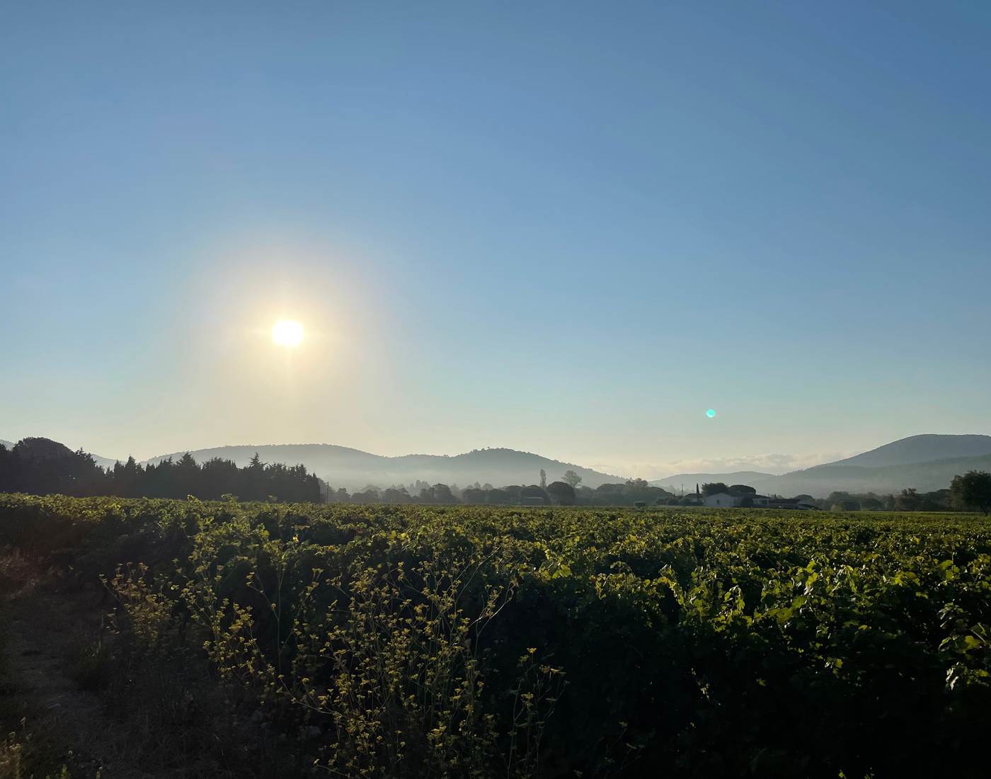 Au dessus des vignes