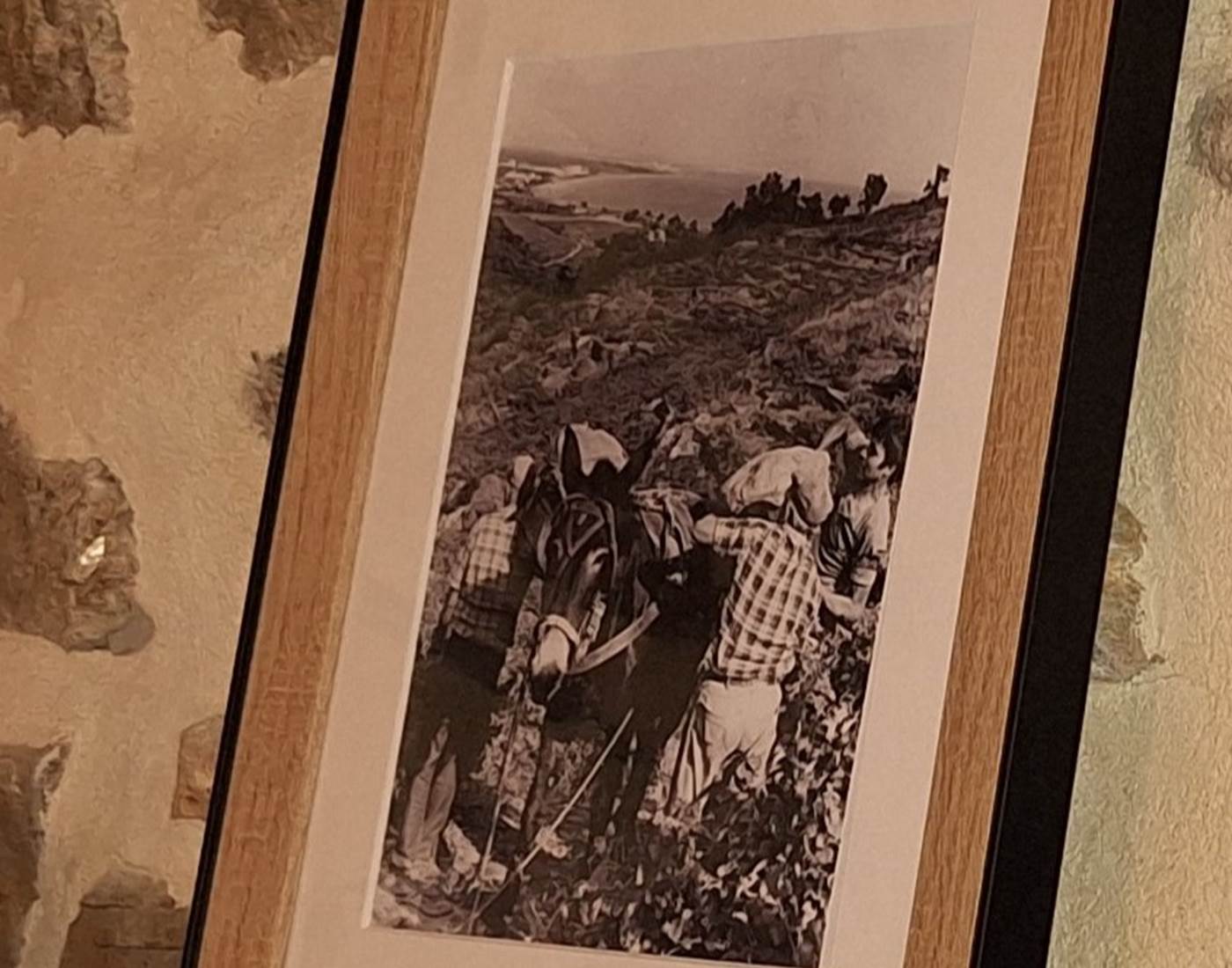 Vendanges en famille, à Collioure