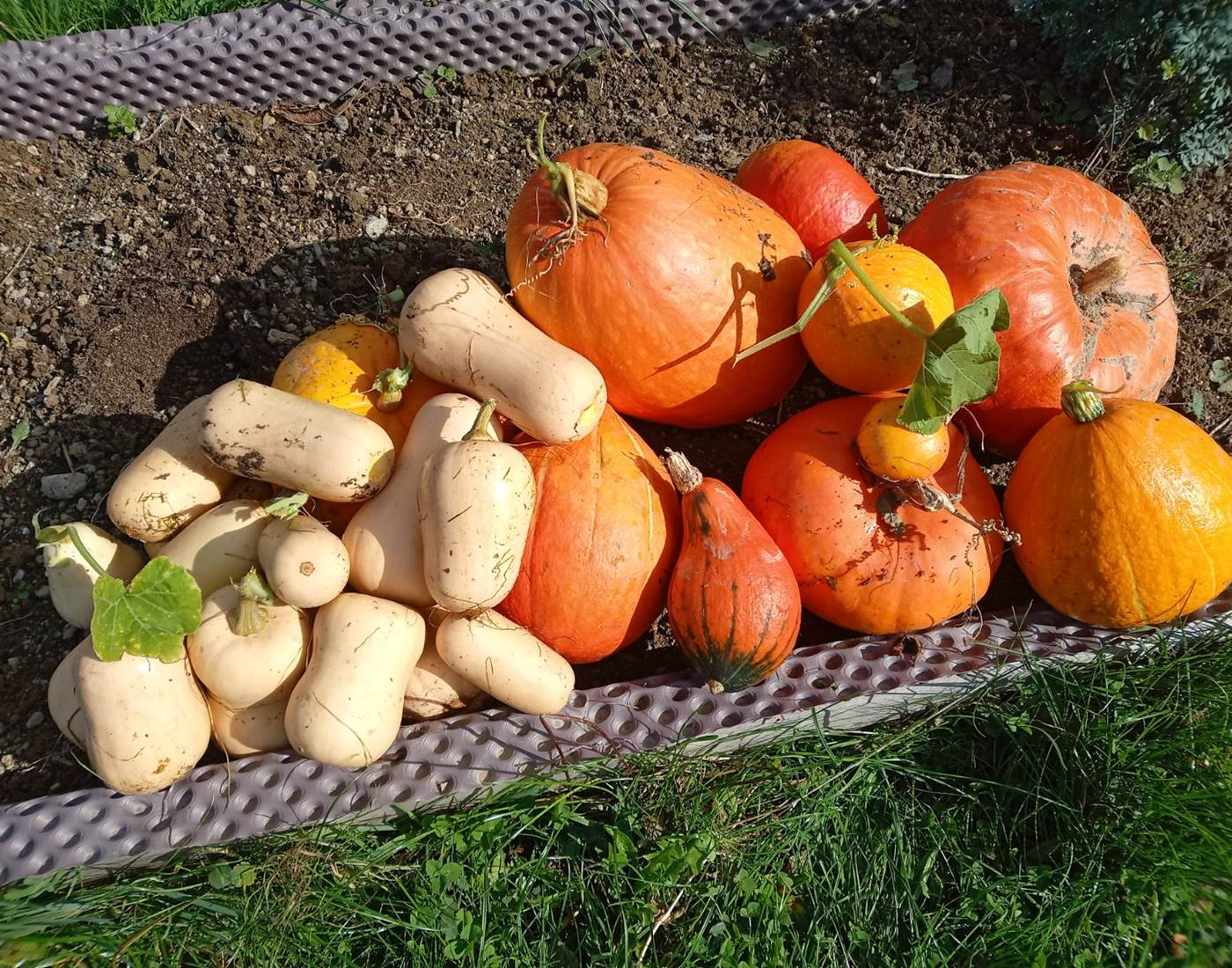 Le Répit de l'Oust - Les récoltes