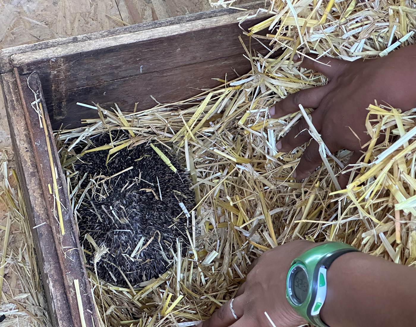 Les hérissons arrivent à la Manufacture Royale de Bains