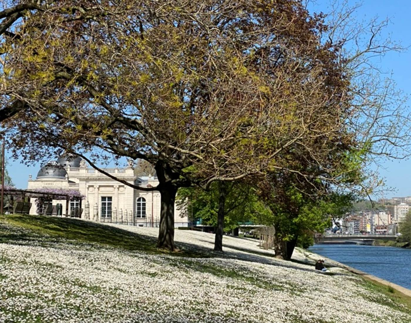 Pâquerettes au Parc de la Boverie - Liège-page