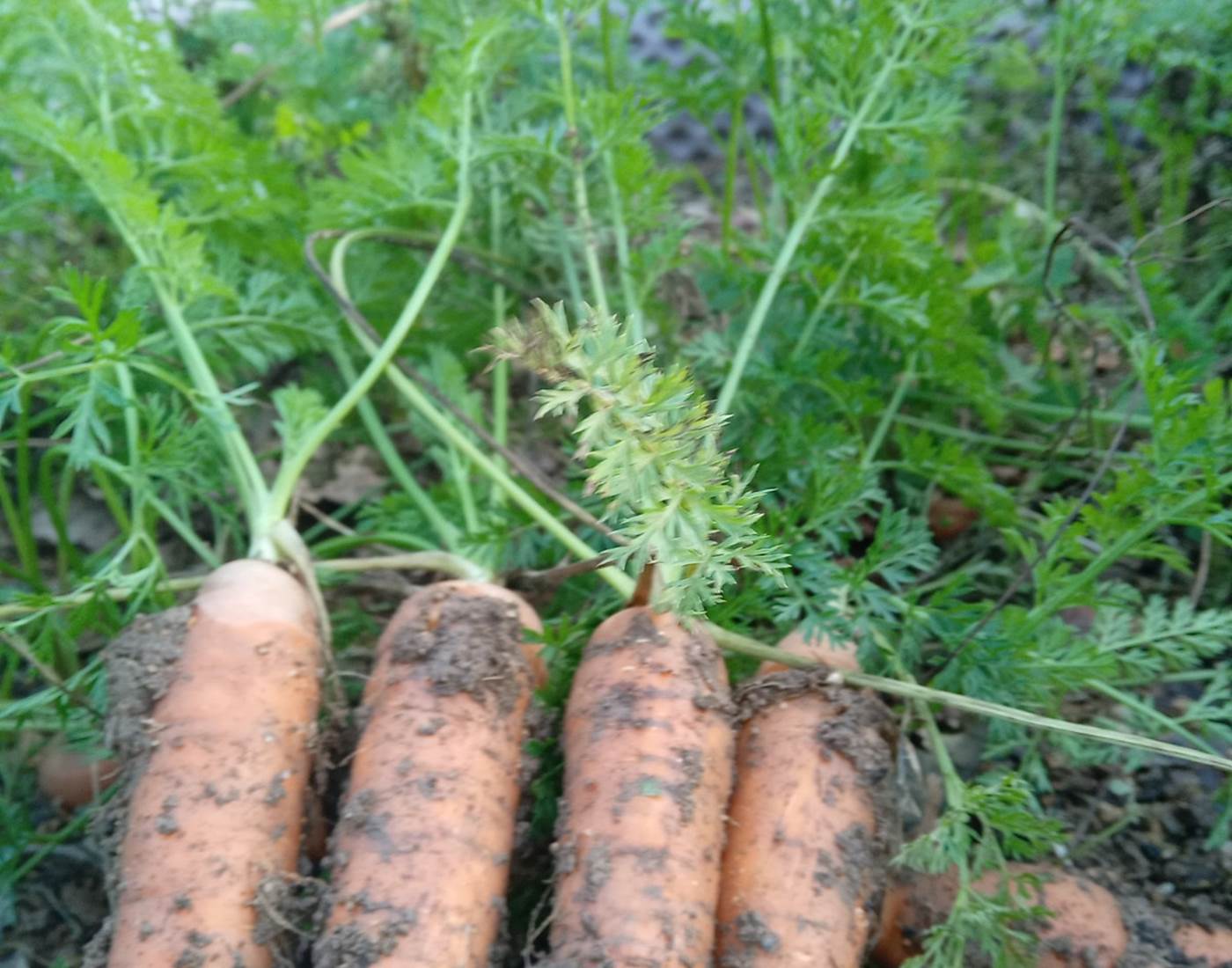 Le Répit de l'Oust - Les récoltes