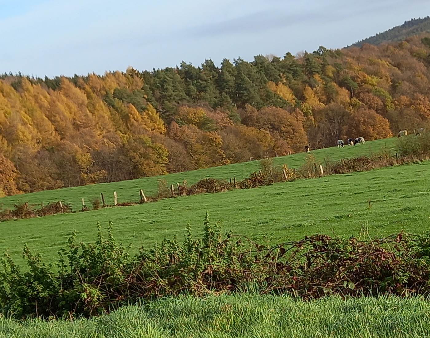 Vue de la route du Maquisard