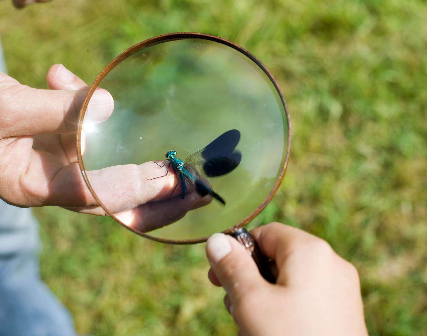 Observer les libellules à la mare
