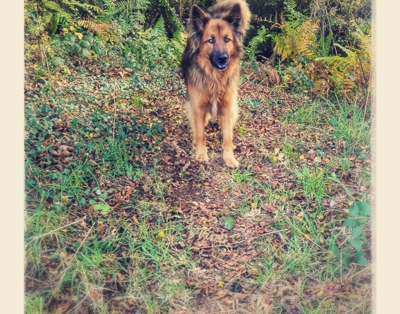 woofie; votre meilleur guide, Woefie, je beste gids