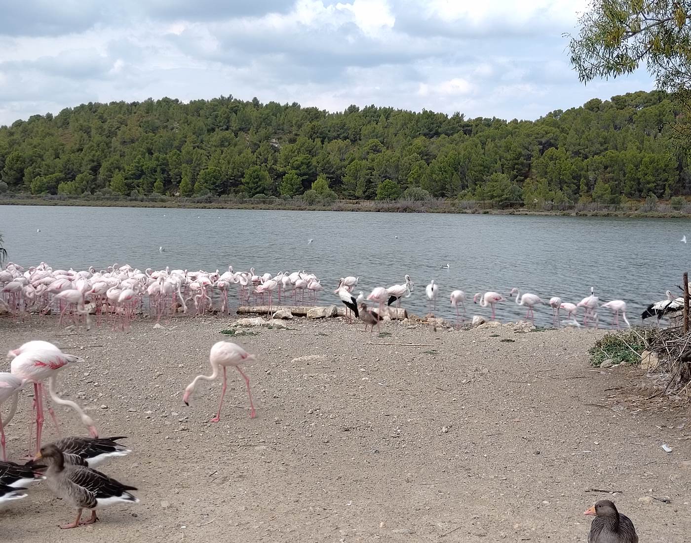 Réserve Africaine de Sigean