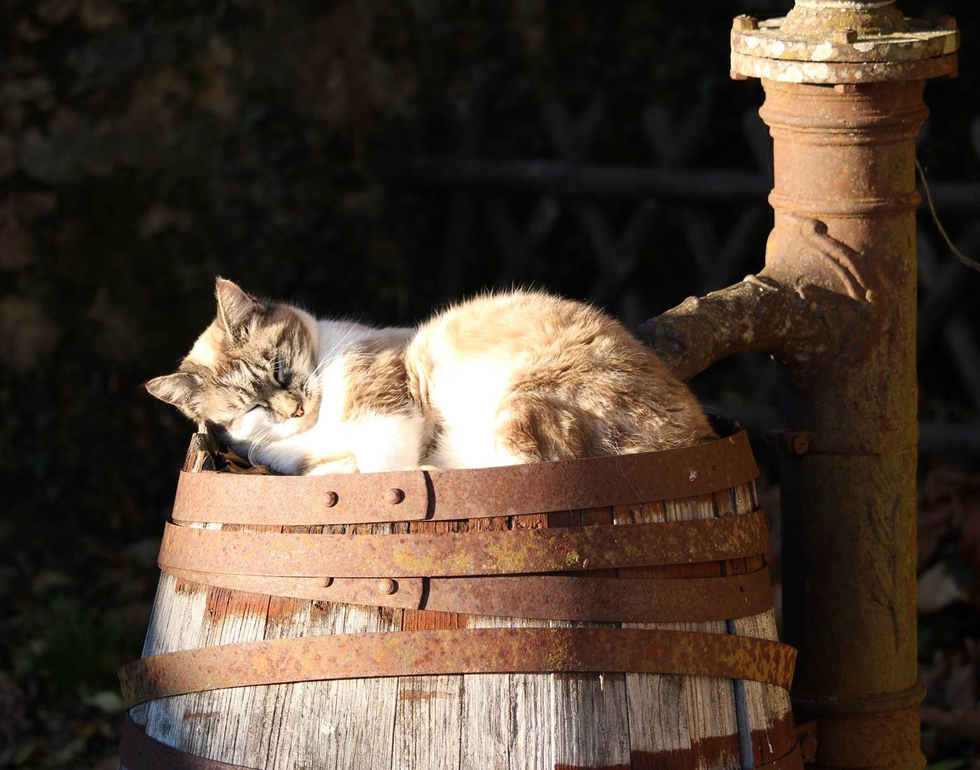 animaux au camping, camping à la ferme
