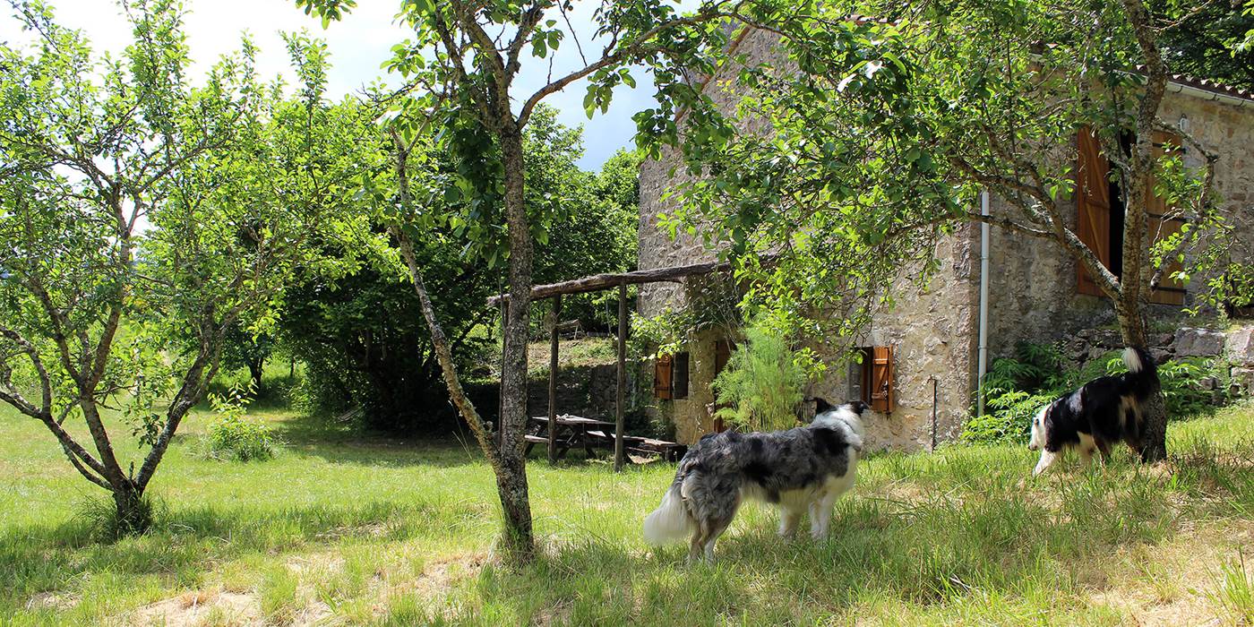 Maison de Vignes - Animaux bienvenus