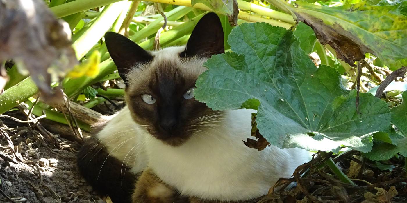 siamoise-prénom-blanche-caractère-parle-tout-le-temps-yeux-bleus