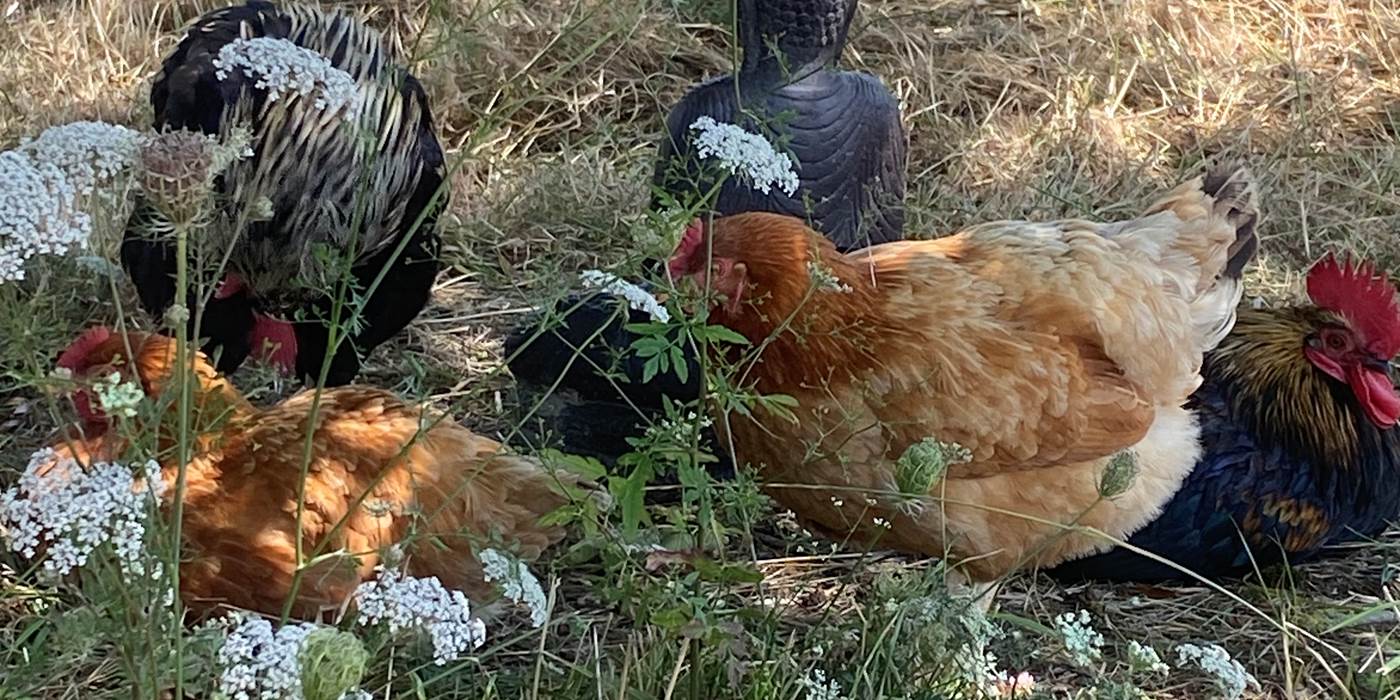 poules-libres-oeufs-frais-ferme-la-perruche-normandie